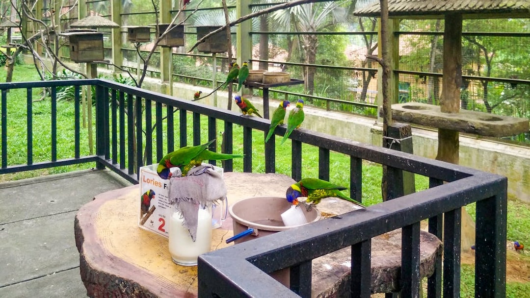 Colorful lorikeets feeding at Kuala Lumpur Bird Park.