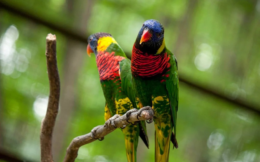 Kuala Lumpur Bird Park Tickets Image 9