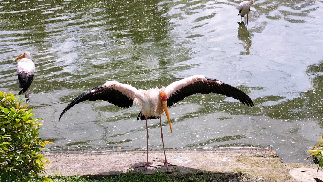 Stork with wings spread by a pond at Kuala Lumpur Bird Park.