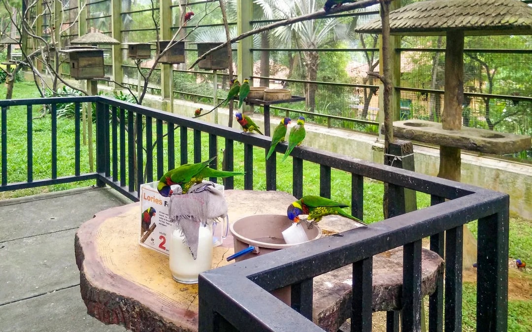 Kuala Lumpur Bird Park Tickets Image 10
