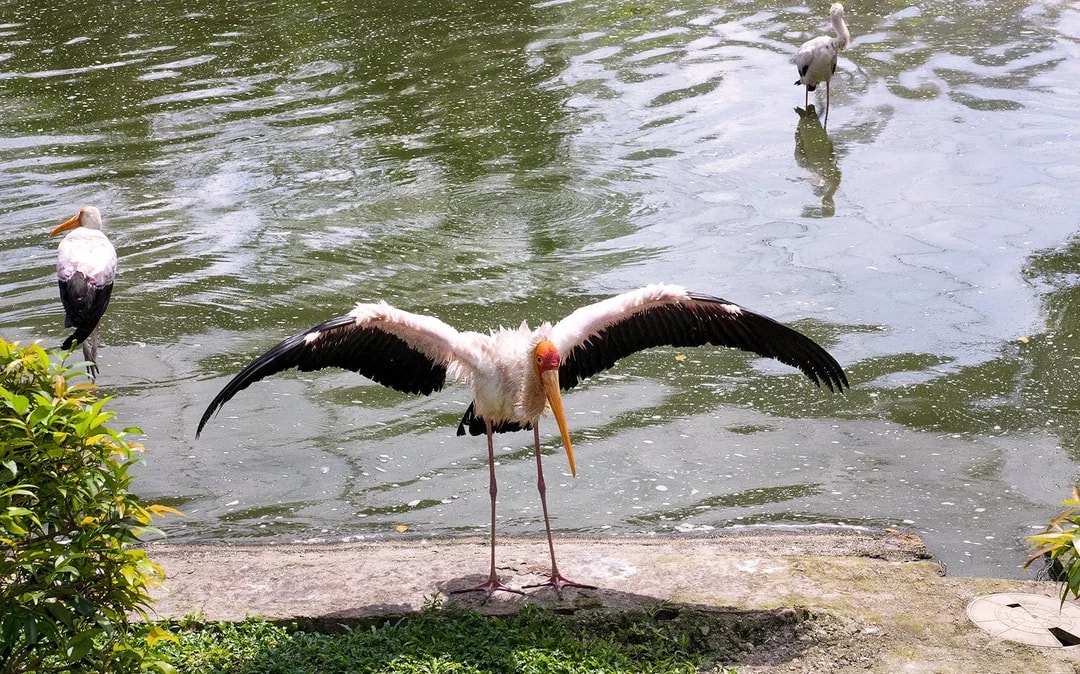 Kuala Lumpur Bird Park Tickets Image 11