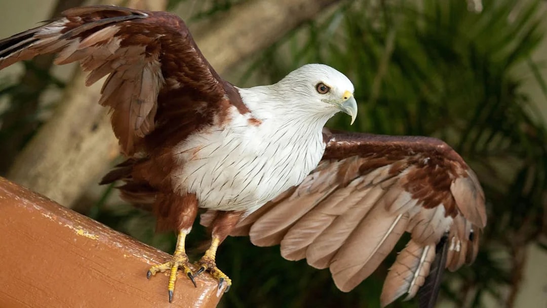 Brahminy kite perched with wings spread at Kuala Lumpur Bird Park.