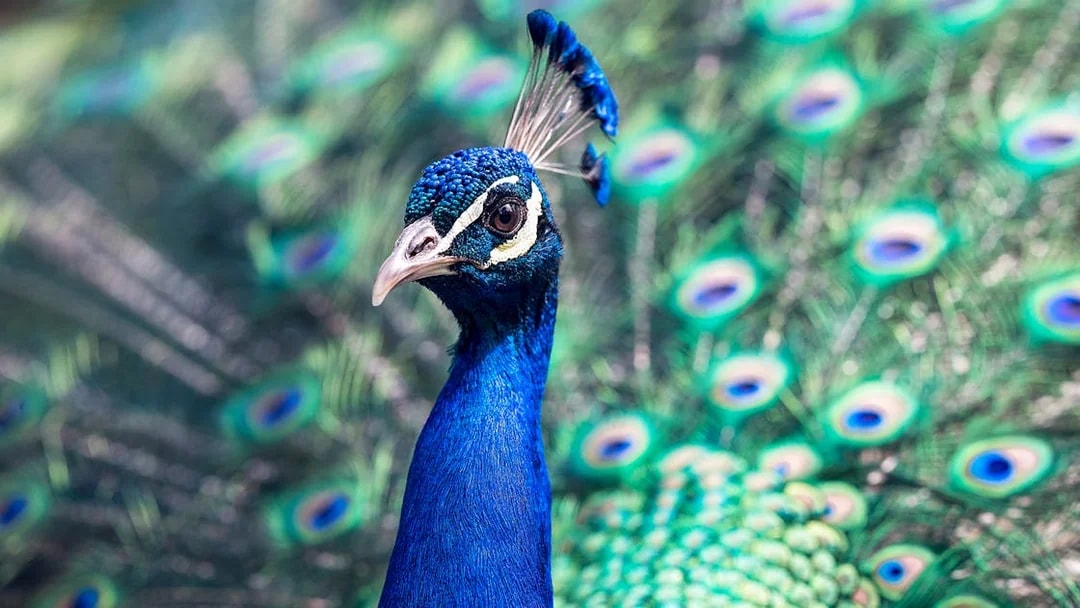 Peacock displaying vibrant feathers at Kuala Lumpur Bird Park.