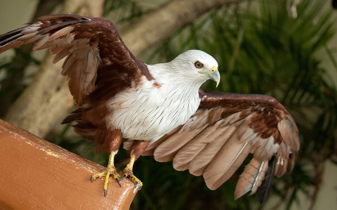 Kuala Lumpur Bird Park Tickets Image 3