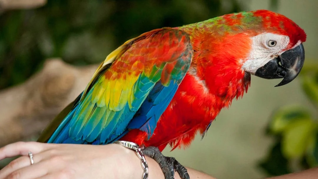 Colorful parrot perched on a visitor's arm at Kuala Lumpur Bird Park.