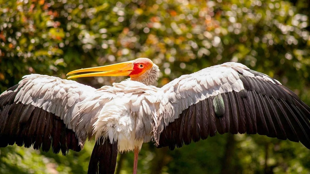 Stork with outstretched wings at Kuala Lumpur Bird Park.