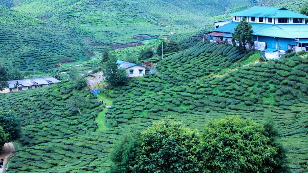 Tea plantations in Cameron Highlands with buildings and lush green hills.