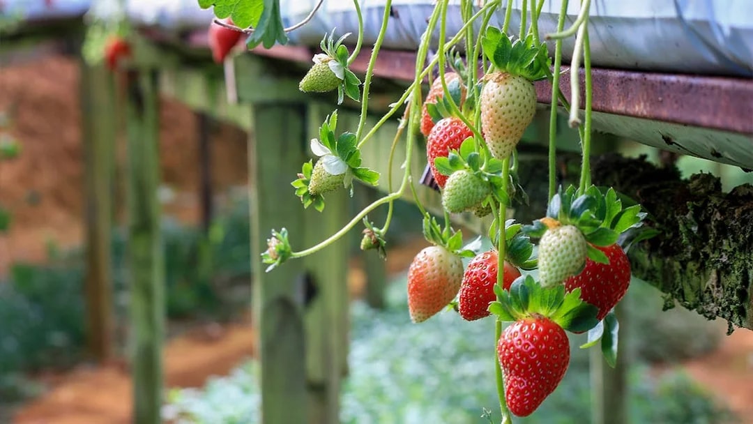 Strawberry plants growing in Cameron Highlands farm during a full-day tour from Kuala Lumpur.