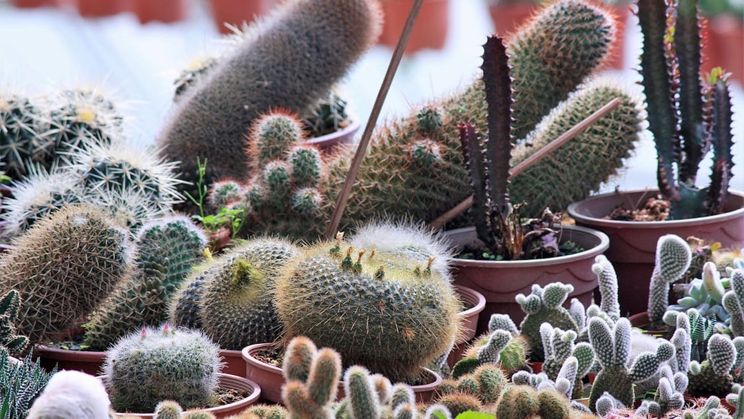 Cacti collection at a Cameron Highlands nursery during a Kuala Lumpur day tour.