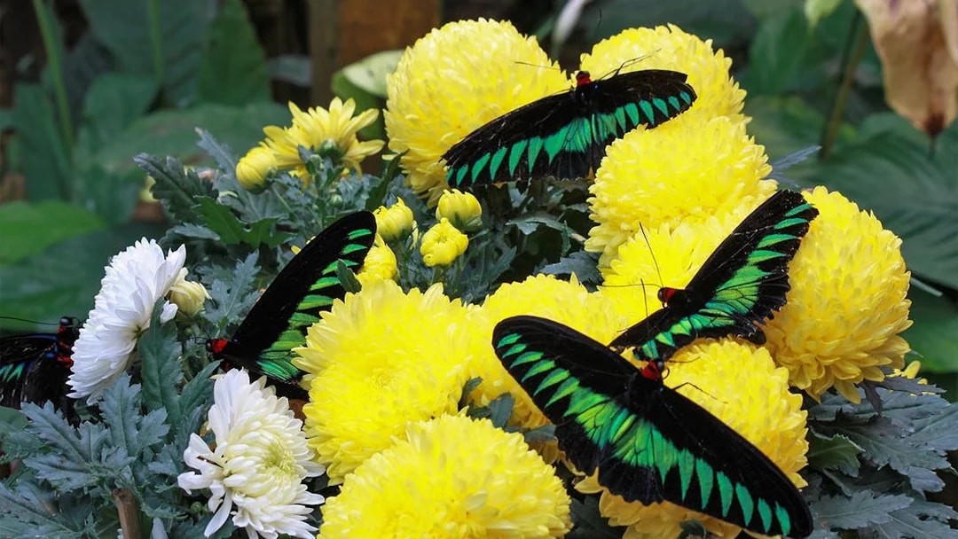 Butterflies on yellow flowers in Cameron Highlands garden.