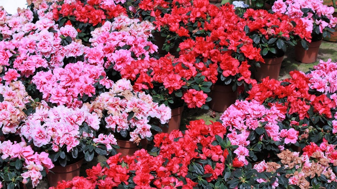 Potted azaleas in vibrant pink and red at a Cameron Highlands garden, Malaysia.
