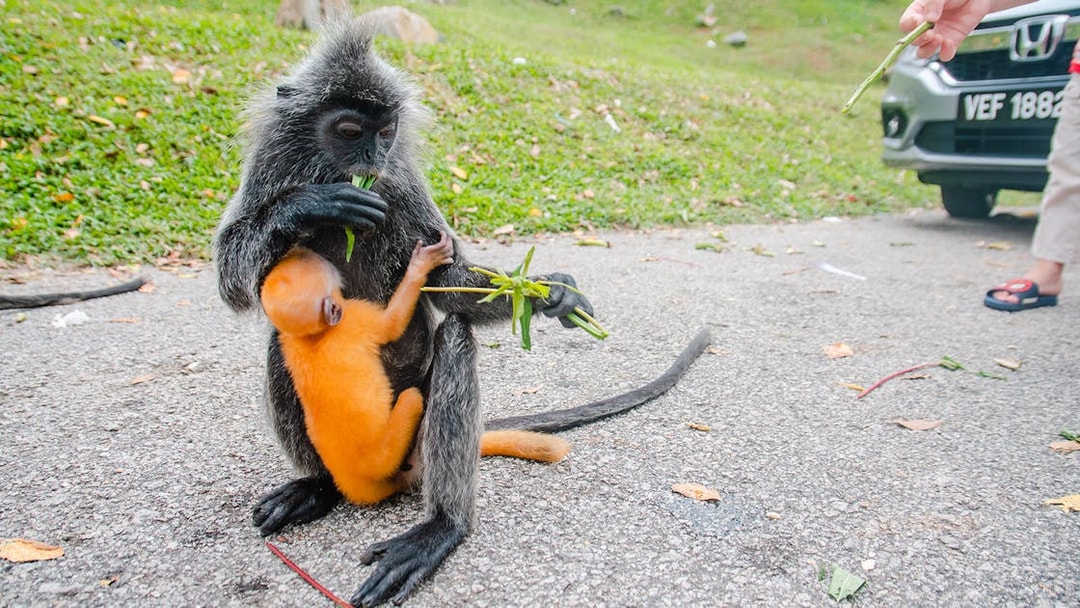Monkey with baby eating leaves on Kuala Selangor Fireflies Night Tour path.