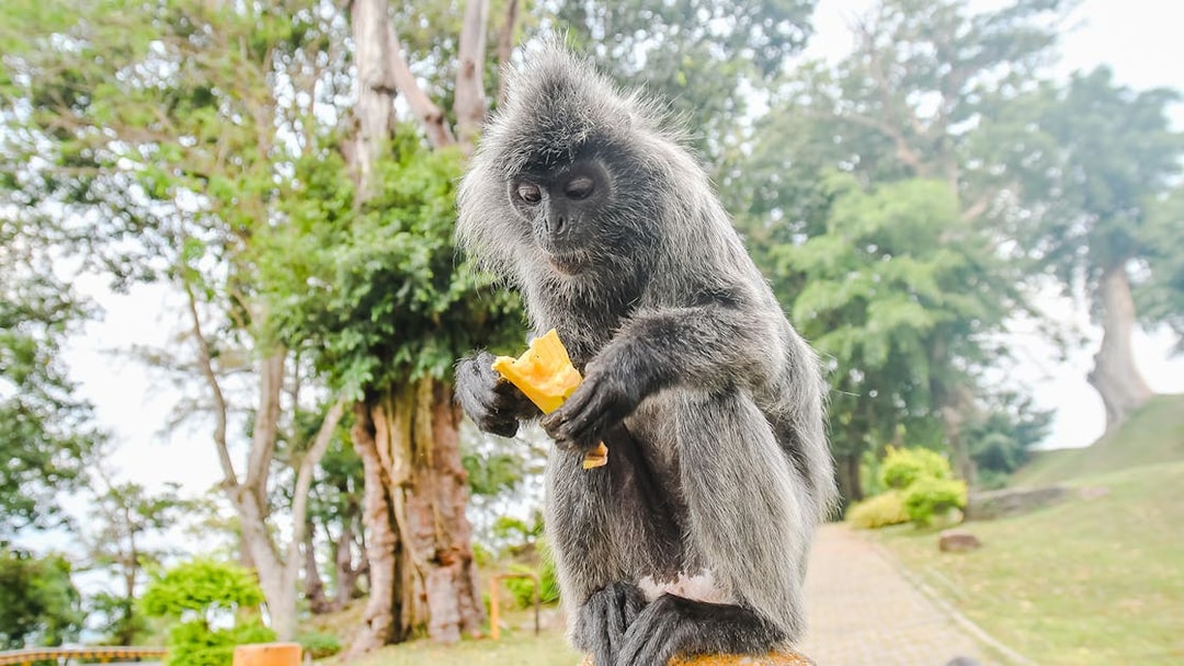 Monkey eating fruit in Kuala Selangor nature park.