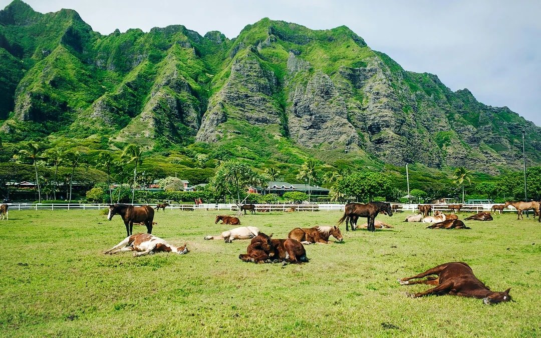 Kualoa Ranch: All-Inclusive Package Image 6