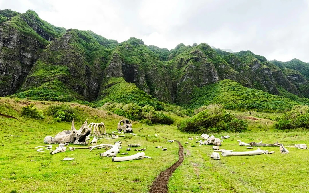 Kualoa Ranch: UTV Raptor Tour Image 7