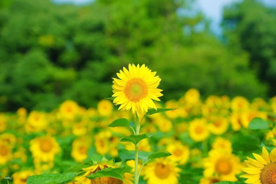 Kuju Flower Park Admission Ticket (Taketa City, Oita Prefecture)