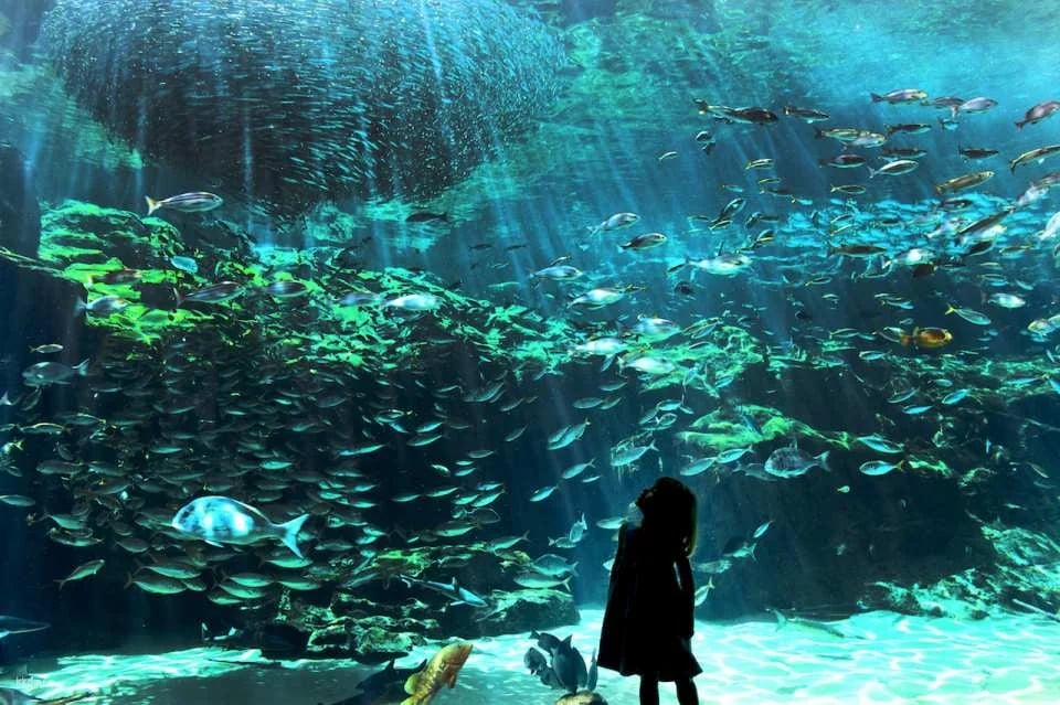 Kujukushima Aquarium Umi Kirara Admission Ticket | Japan