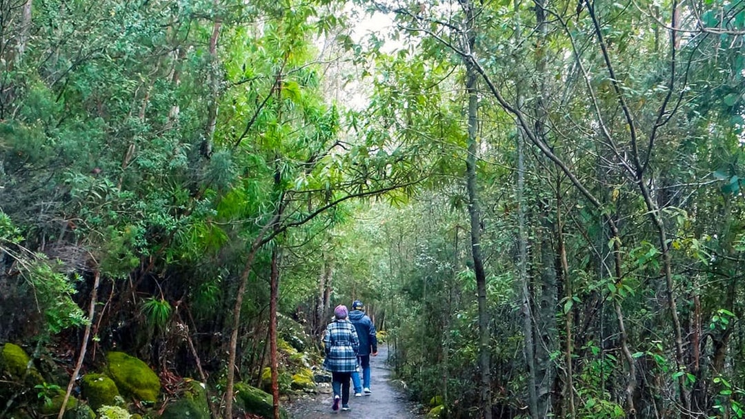 Visitors walking through lush forest on kunanyi Mt Wellington hop on hop off tour.