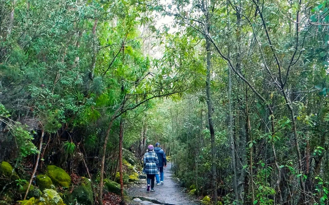 kunanyi/Mt Wellington Explorer One-Way Bus Pass Image 7
