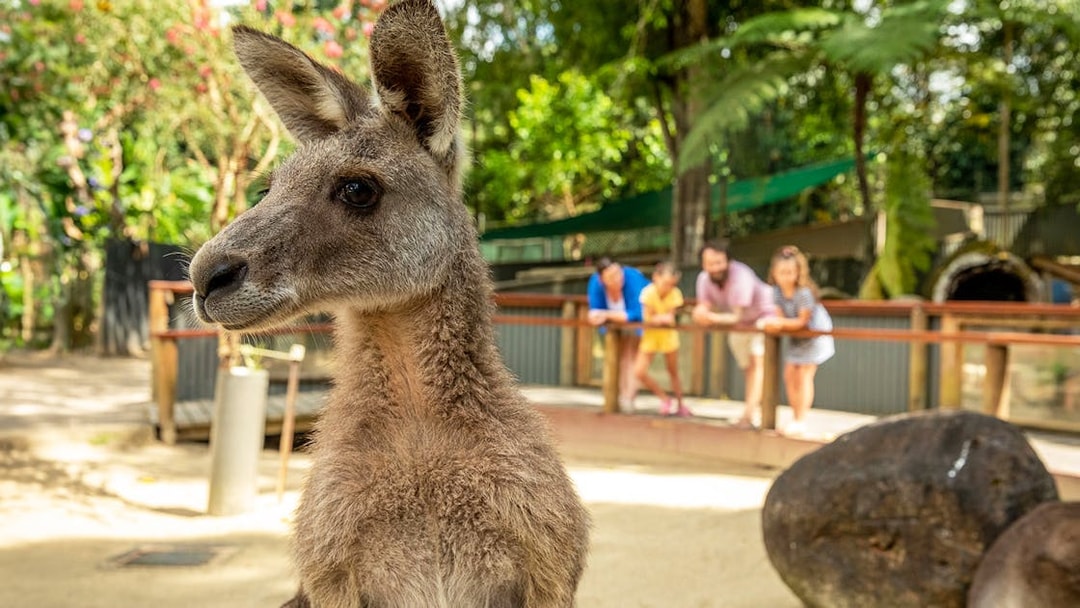Kangaroo at Kuranda Koala Gardens with visitors in the background.