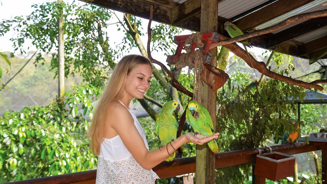 Person interacting with parrots at Birdworld Kuranda, surrounded by lush greenery.