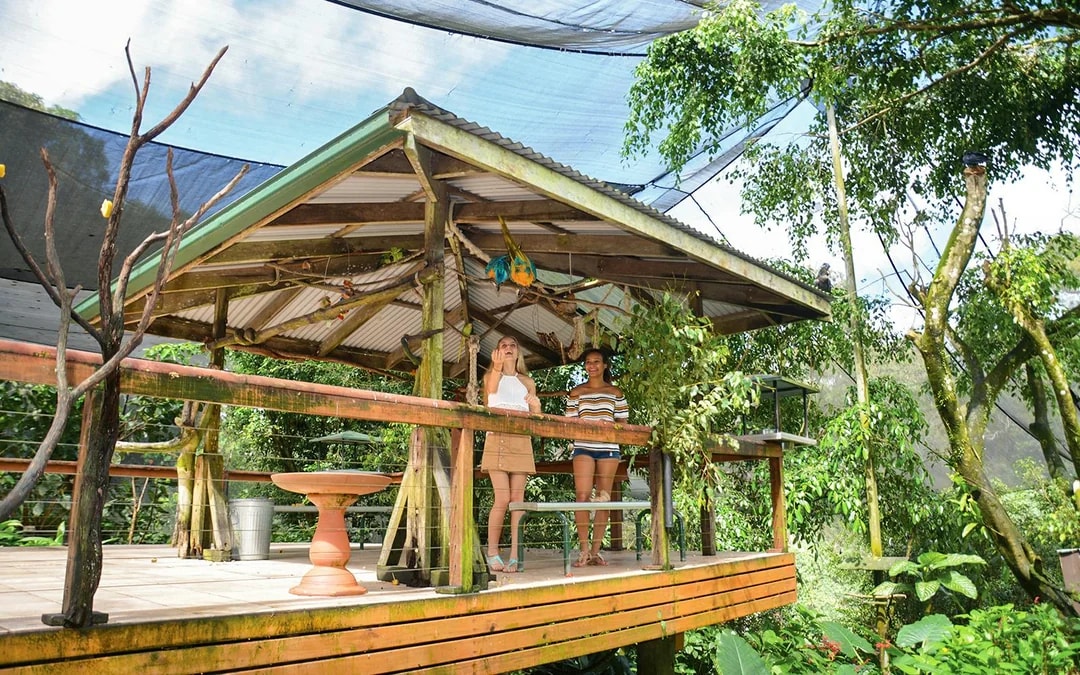 Tickets to Kuranda Koala Gardens, Birdworld Kuranda, & Australian Butterfly Sanctuary Image 8