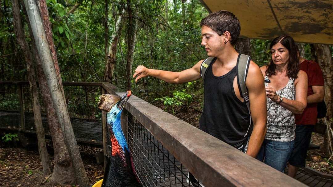 Man feeding a cassowary at Kuranda Koala Gardens, Australia.