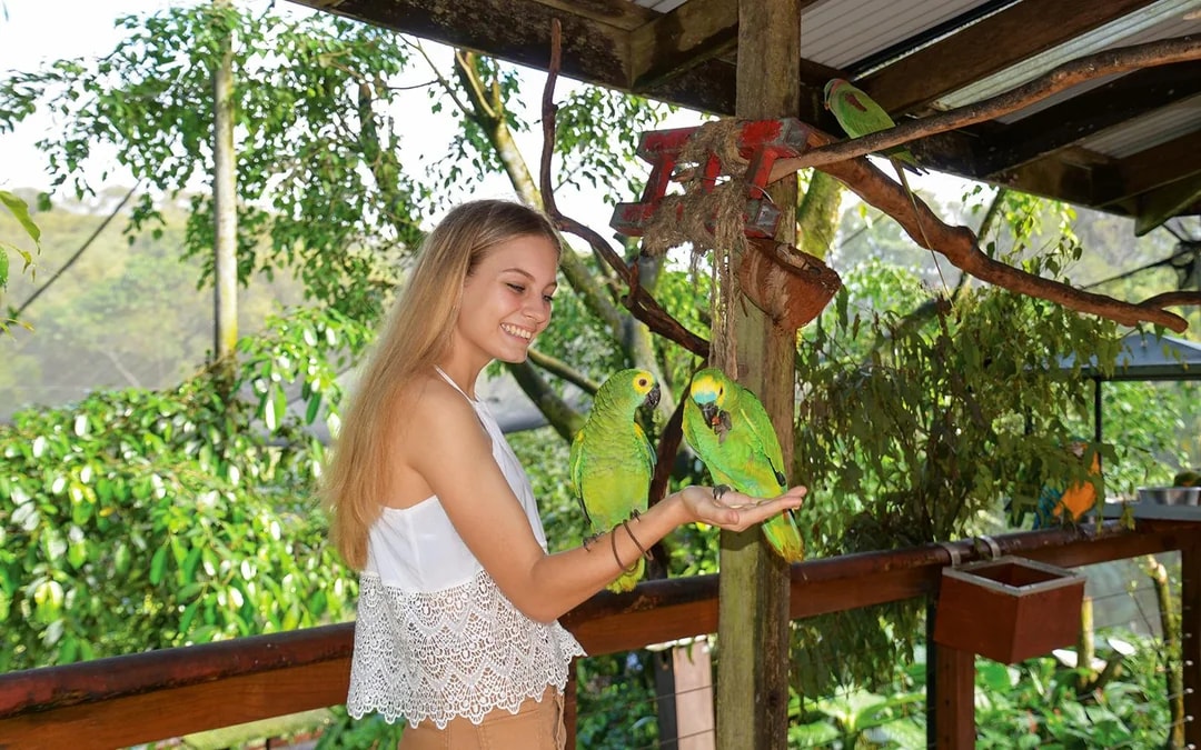 Tickets to Kuranda Koala Gardens, Birdworld Kuranda, & Australian Butterfly Sanctuary Image 9