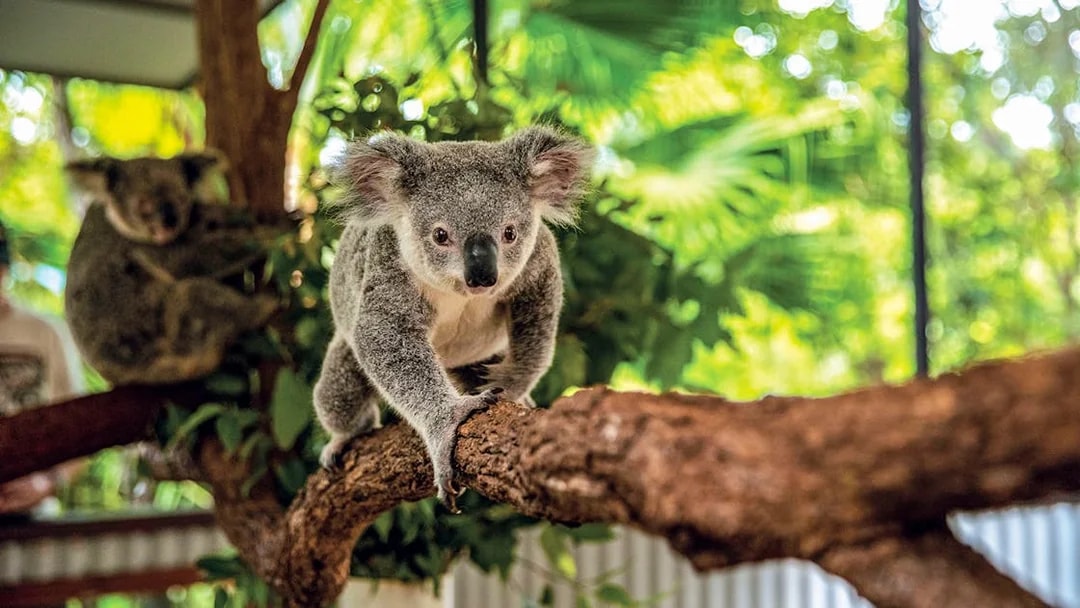 Koala climbing a branch at Kuranda Koala Gardens, Australia.