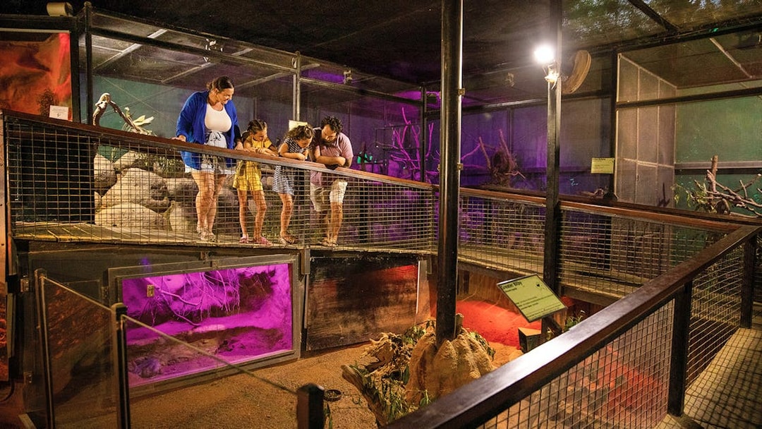 Visitors observing wildlife at Kuranda Koala Gardens, Birdworld Kuranda, and Butterfly Sanctuary.