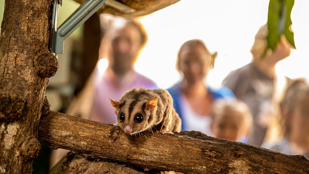 Sugar glider on a branch at Kuranda Koala Gardens with visitors in the background.