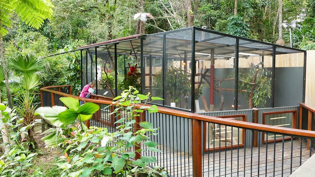 Kuranda Koala Gardens enclosure with visitor viewing koalas in lush rainforest setting.