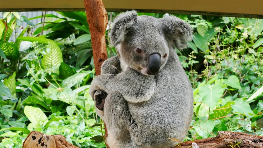 Koala resting on a branch at Kuranda Koala Gardens, surrounded by lush greenery.