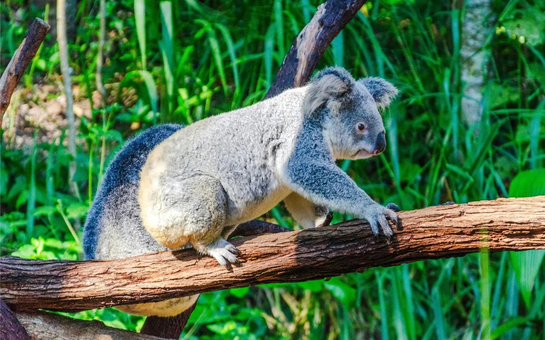 Kuranda Koala Gardens Ticket Image 1