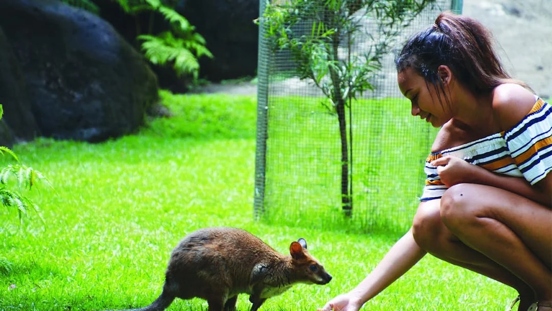 Person feeding a wallaby at Kuranda Koala Gardens, Australia.