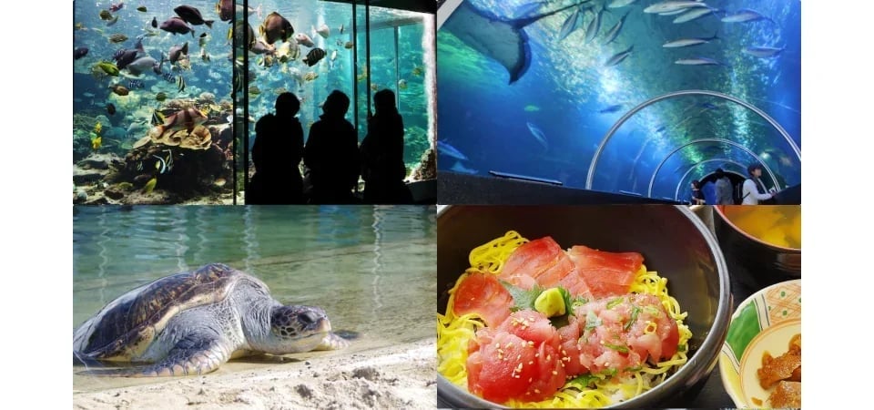 Kushimoto Marine Park Center Aquarium/Underwater Observatory Tower Admission Ticket - Japan