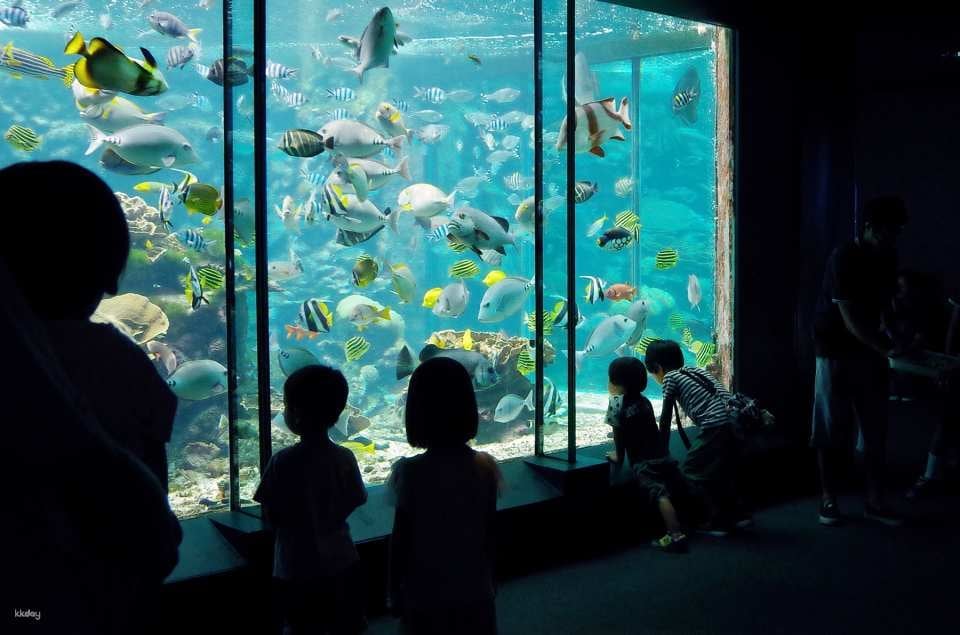 Kushimoto Marine Park Center Aquarium/Underwater Observatory Tower Admission Ticket｜Japan