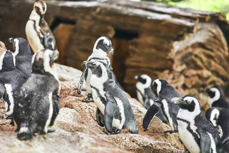 Kyoto Aquarium Admission Ticket | Japan