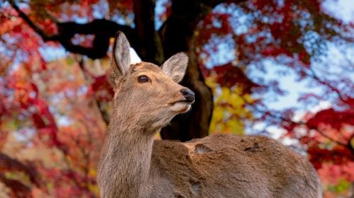 Kyoto Heritage Tour: Arashiyama, Fushimi Inari & Nara Park with Lunch Day Tours