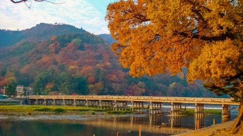 Kyoto Heritage Tour: Arashiyama, Fushimi Inari & Nara Park with Lunch Day Tours experience image 3