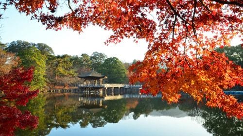 Kyoto Heritage Tour: Arashiyama, Fushimi Inari & Nara Park with Lunch Day Tours