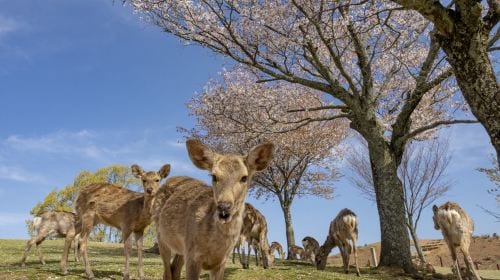 Kyoto Heritage Tour: Arashiyama, Fushimi Inari & Nara Park with Lunch Day Tours