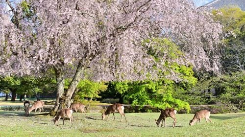 Kyoto Heritage Tour: Arashiyama, Fushimi Inari & Nara Park with Lunch Day Tours