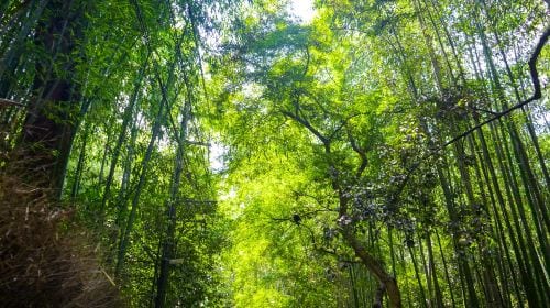 [Guaranteed group] Kyoto Arashiyama + Fushimi Inari Taisha + Nara Park 1-day tour