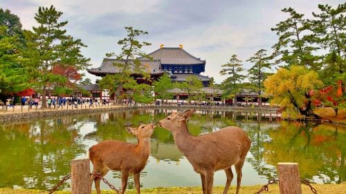 [Guaranteed group] Kyoto Arashiyama + Fushimi Inari Taisha + Nara Park 1-day tour