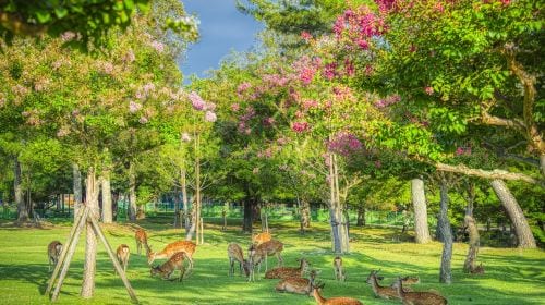 [Guaranteed group] Kyoto Arashiyama + Fushimi Inari Taisha + Nara Park 1-day tour