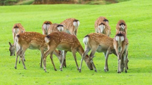 1-day tour to Kyoto, Arashiyama & Nara - bamboo forest path + Togetsukyō Bridge + Fushimi Inari + Nara Park Day Tours