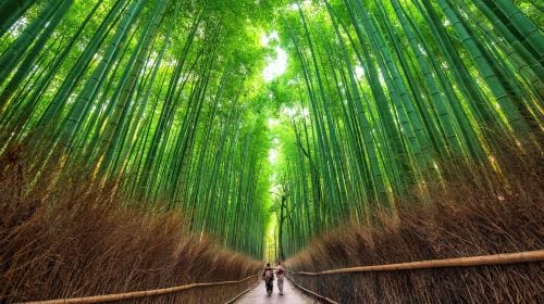 1-day tour to Kyoto, Arashiyama & Nara - bamboo forest path + Togetsukyō Bridge + Fushimi Inari + Nara Park Day Tours
