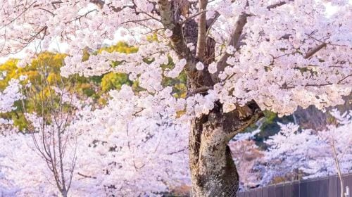 Kyoto Arashiyama + Meet Nara's Cute Deer + Stroll Through Fushimi Inari Day Tour, Sagano, Togetsukyo Bridge Day Tours experience image 3