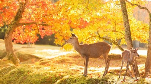 Kyoto Arashiyama + Meet Nara's Cute Deer + Stroll Through Fushimi Inari Day Tour, Sagano, Togetsukyo Bridge Day Tours